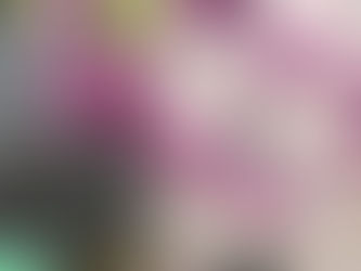 ハナズオウを発見