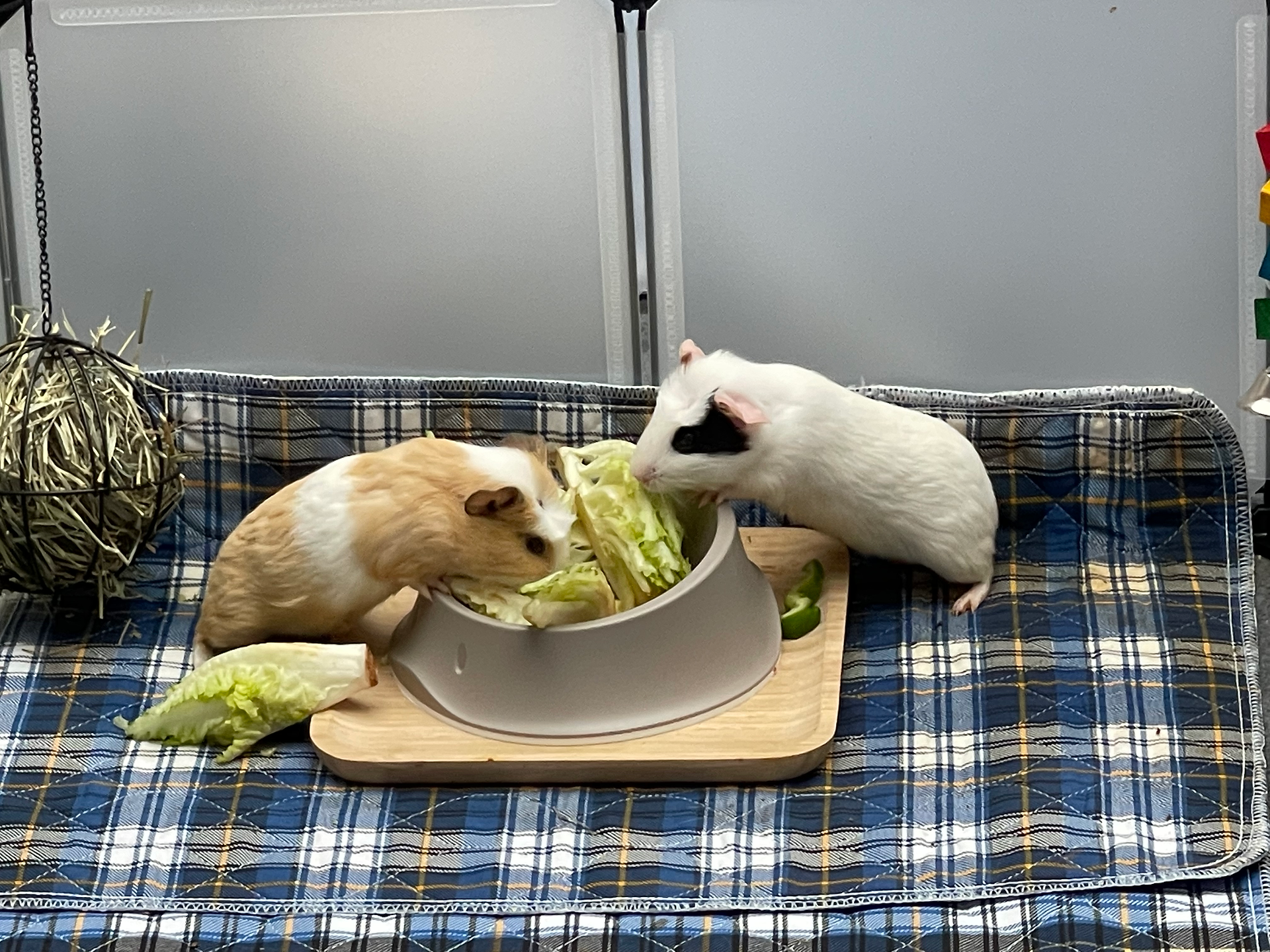 Teddy & Flecky