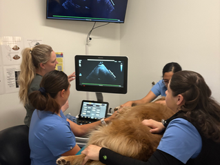 Weeks 15 and 16: Small Animal Cardiology!