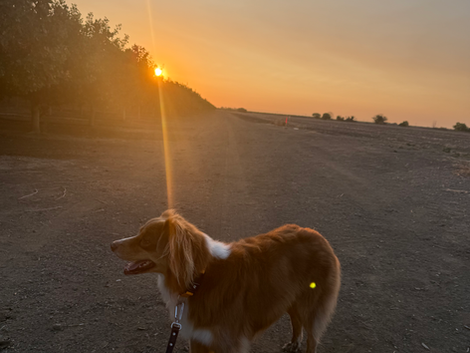 Y3S1 Week 3: Neuro Exams and an Introduction to Veterinary Law