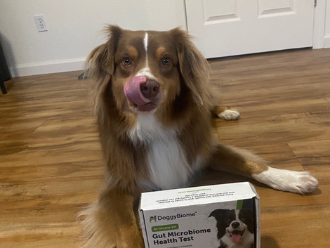 The Magnificent Microbiome and how it can Impact the Health of Your Pets!
