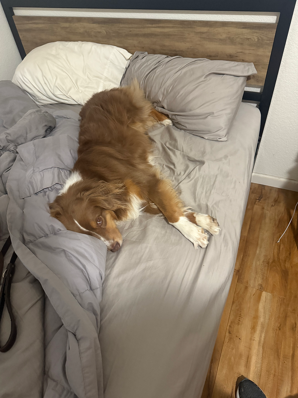 Churro is tired of being my practice dummy