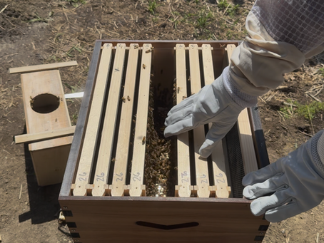 Beekeeping