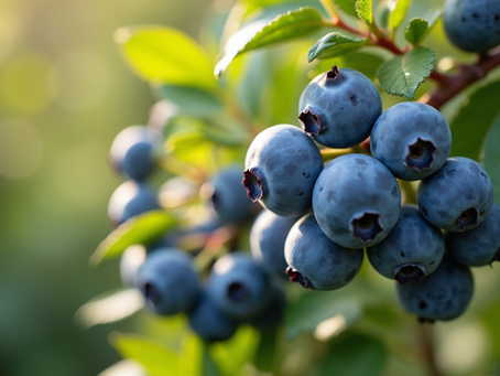 Get Ready for Berry Good Times: Opening Day of Our 2026 Pick-Your-Own Blueberries Season is Here