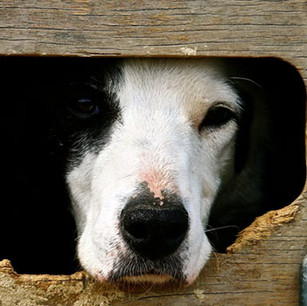 new-dog-header.webp