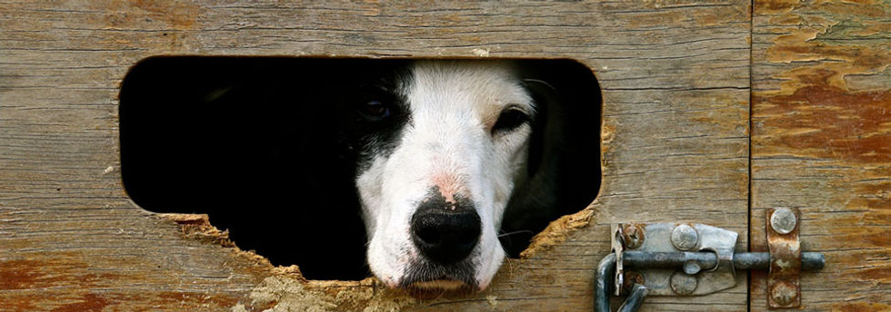 new-dog-header.webp