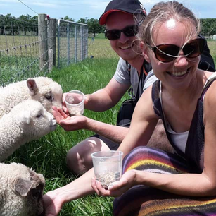 Feeding_Lambs.png