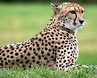 Cheetah-facts.jpg