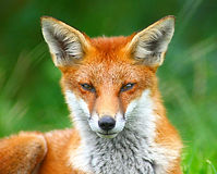 wiki-774px-Looking_Foxy.jpg