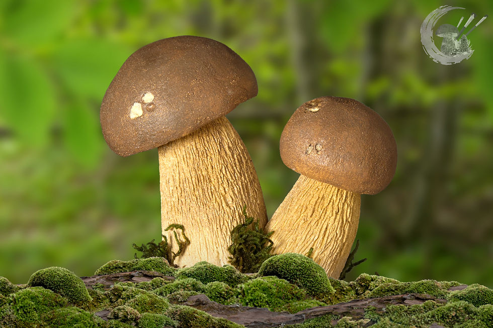 Miniaturbild: Pilzmodell Steinpilz, Boletus edulis, handgemacht, FungiCarve, Pilzvergnügt, Stefan Marxer