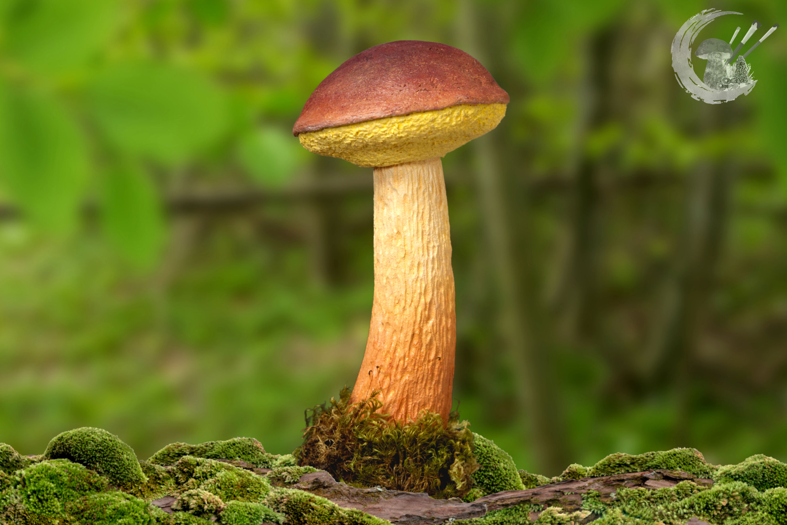 Pilzmodell Falsche Rotkappe, Aureoboletus projectellus, handgemacht, FungiCarve, Pilzvergnügt, Stefan Marxer