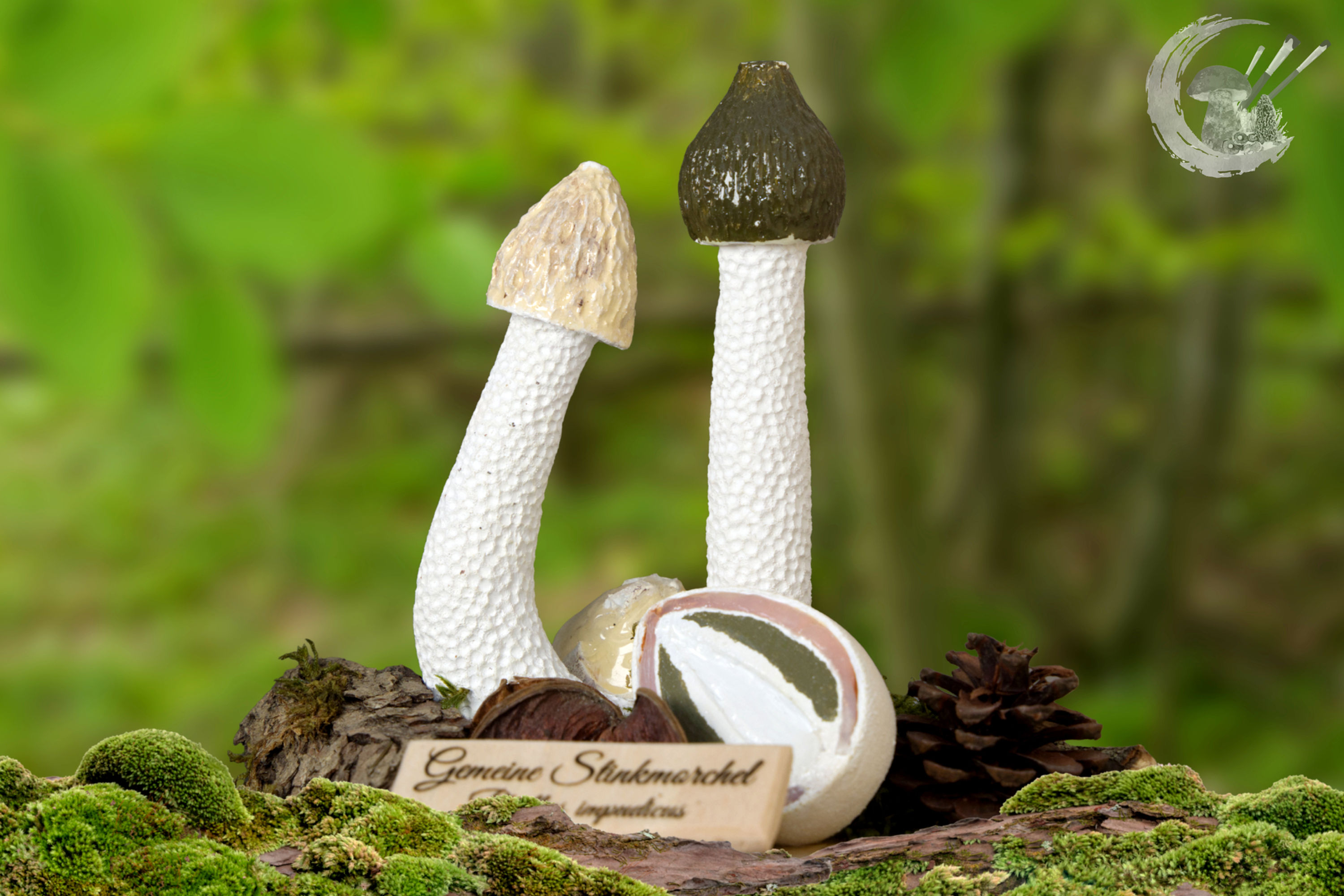 Pilzmodell Gemeine Stinkmorchel, handgemacht, FungiCarve, Pilzvergnügt, Stefan Marxer