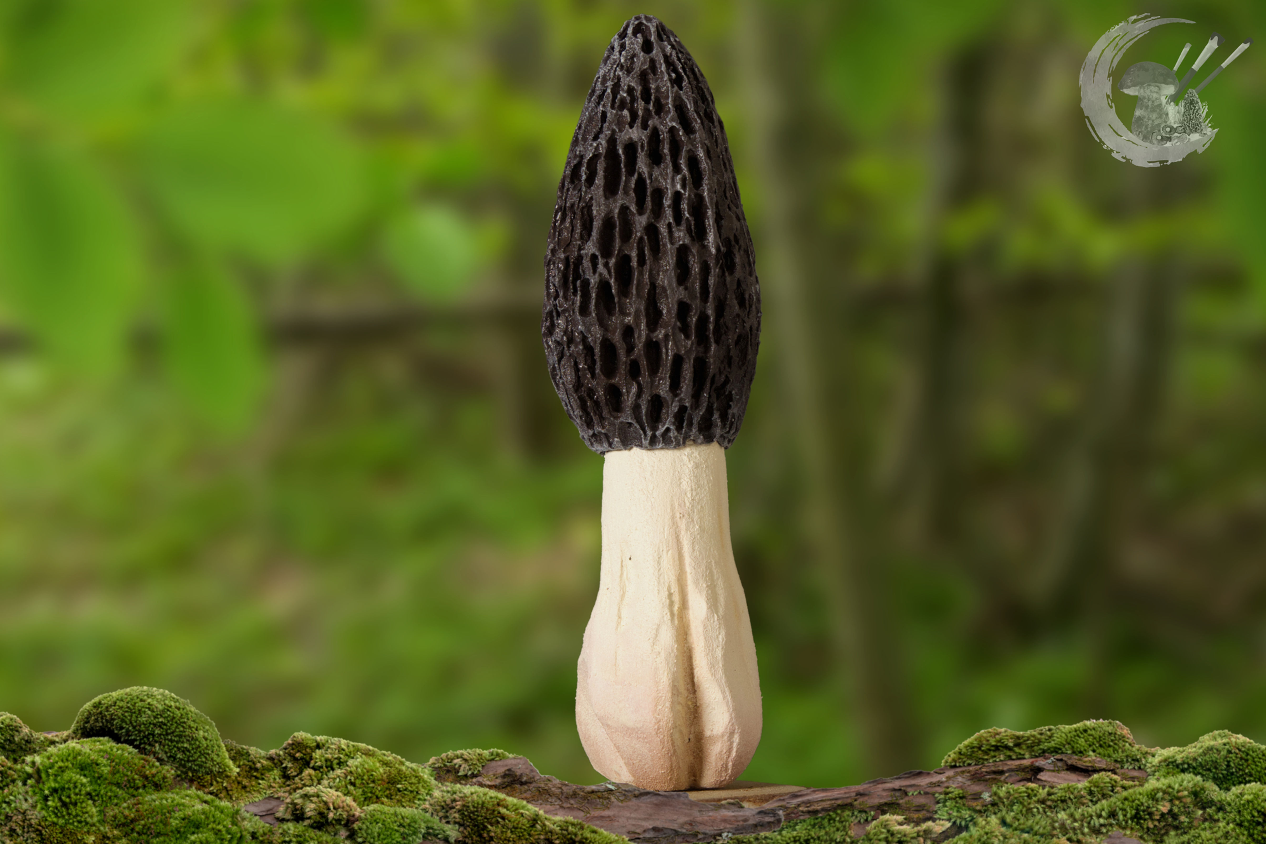 Pilzmodell Spitzmorchel, Morchella conica, handgemacht, FungiCarve, Pilzvergnügt, Stefan Marxer