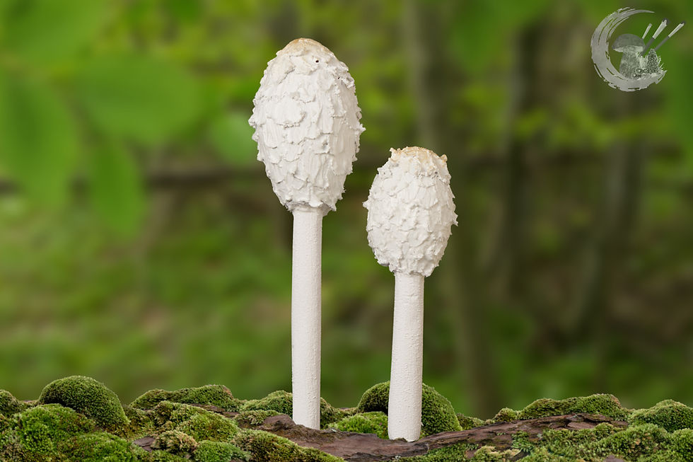 Pilzmodell Schopftintling, handgemacht, FungiCarve, Pilzvergnügt, Stefan Marxer