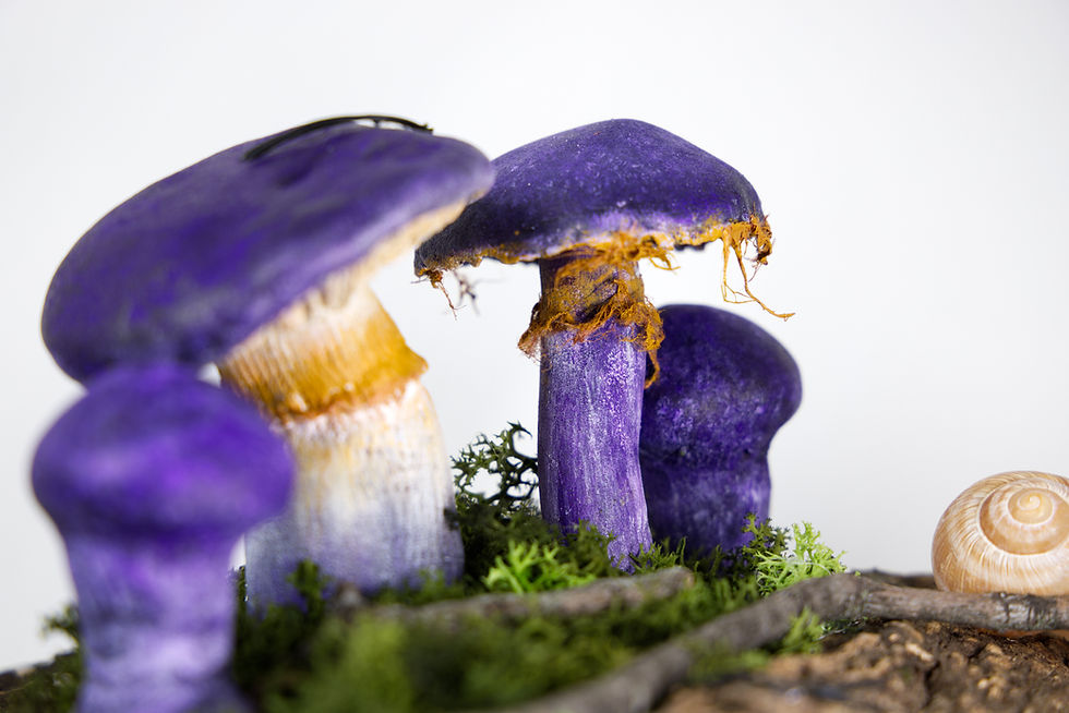 Miniaturbild: Collage: Cortinarius violaceus