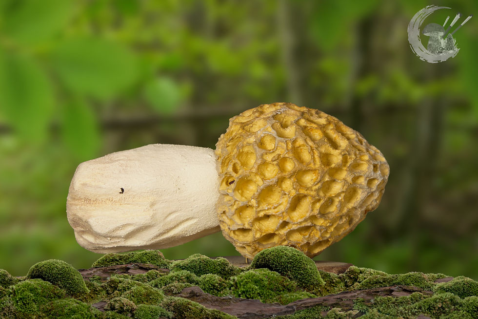 Miniaturbild: Pilzmodell Speise-Morchel, Morchella esculenta, handgemacht, FungiCarve, Pilzvergnügt, Stefan Marxer