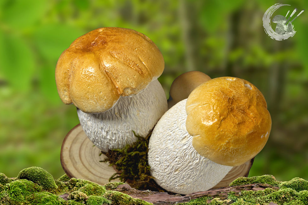 Pilzmodell Fichtensteinpilz, Boletus edulis, handgemacht, FungiCarve, Pilzvergnügt, Stefan Marxer