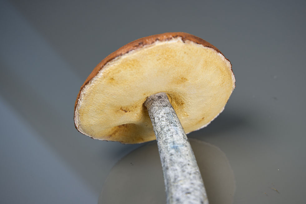 Miniaturbild: Pilzmodell Laubwald-Rotkappe, Leccinum rufum, handgemacht, FungiCarve, Pilzvergnügt, Stefan Marxer