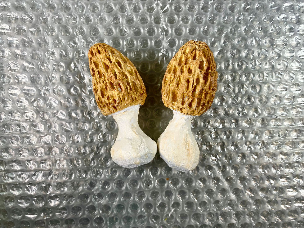 Miniaturbild: Pilzmodell Morcheln, Morchella esculenta, handgemacht, FungiCarve, Pilzvergnügt, Stefan Marxer