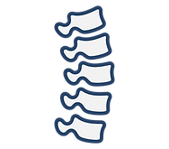 spine.png