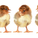 kycklingar mellan png.png