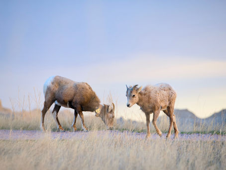 South Dakota Tourism