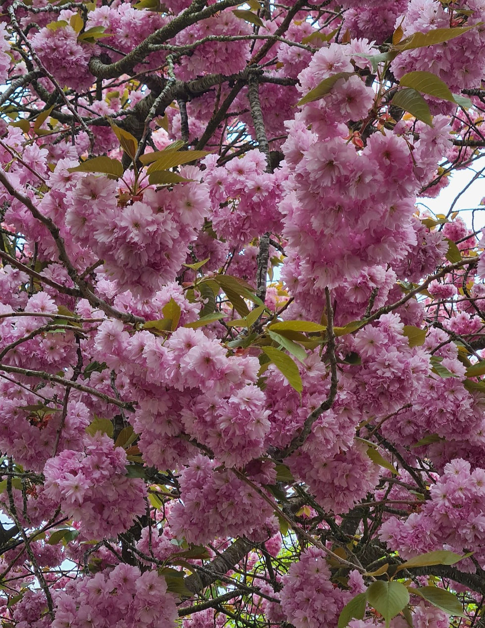 Vårens planerade kurser släpps 2/1 kl.18.00 
För anmälan är det först till kvarn och anmälan är inte komplett förrän betalning inkommit.