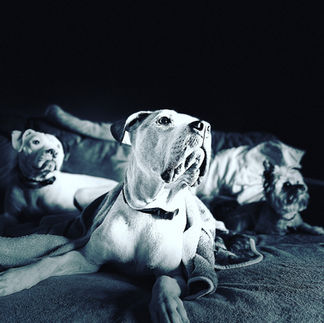 Cookies, Stir Fry & Dog Pics