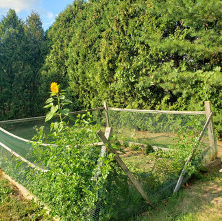 The Misfit Garden's First Yield!