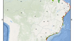 Manguezais são ecossistemas grandiosos! 