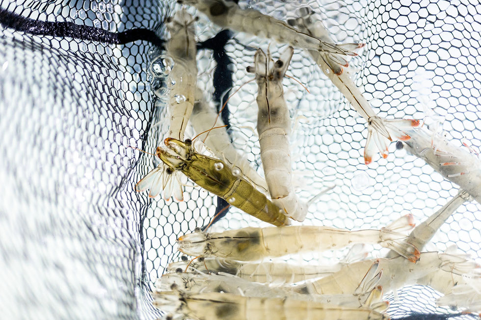Atarraya | Revolutionizing Aquaculture: Sustainable Shrimp Farming