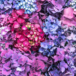 Hydrangeas