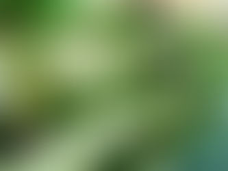 A herb garden with chinese medicinal herbs planted in wooden pallets