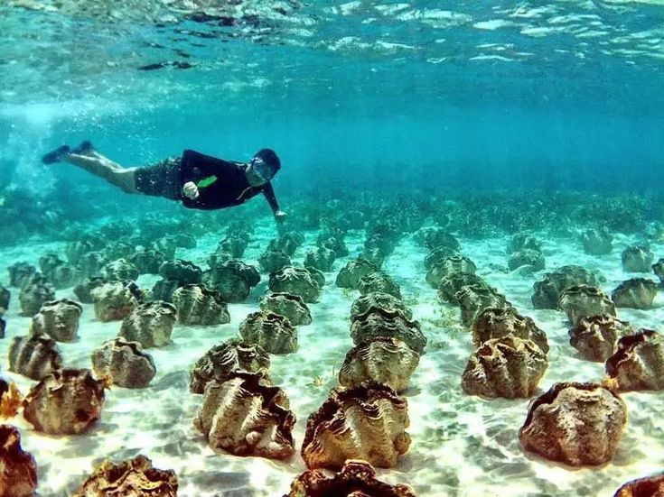 Wide underwater view of Camiguin's apricot-hued reef system — a rare coral formation on a CILYC sailing expedition