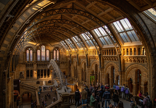 natural history museum (5).png