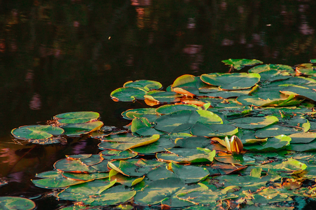 water lilies (2).png