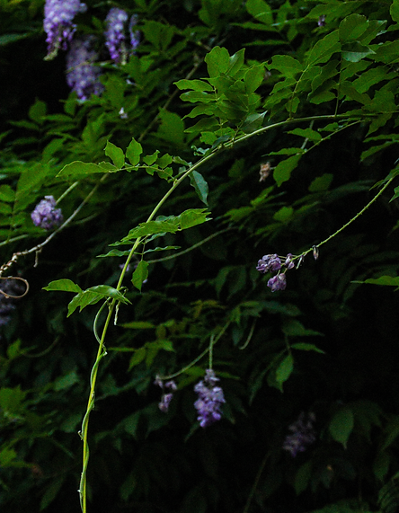 japanese garden (2).png