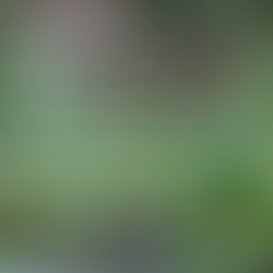 Temperos na janela... Você já pensou nisso?