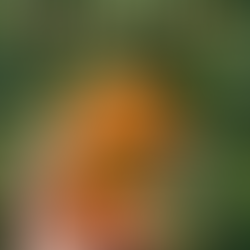 Bergamota ou Mexerica ou Tangerina? Tanto faz, elas estão chegando ao final da safra…