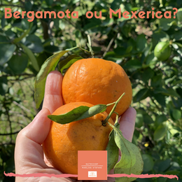 Bergamota ou Mexerica ou Tangerina? Tanto faz, elas estão chegando ao final da safra…