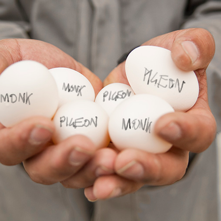 Preserving Pembrokeshire's Wildlife: Please Refrain from Snacking on Pigeon Eggs