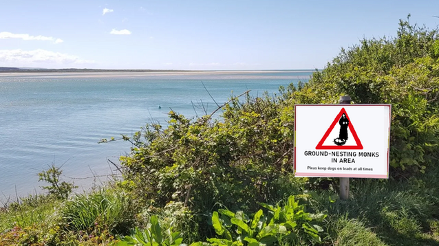 ground-nesting monks.png