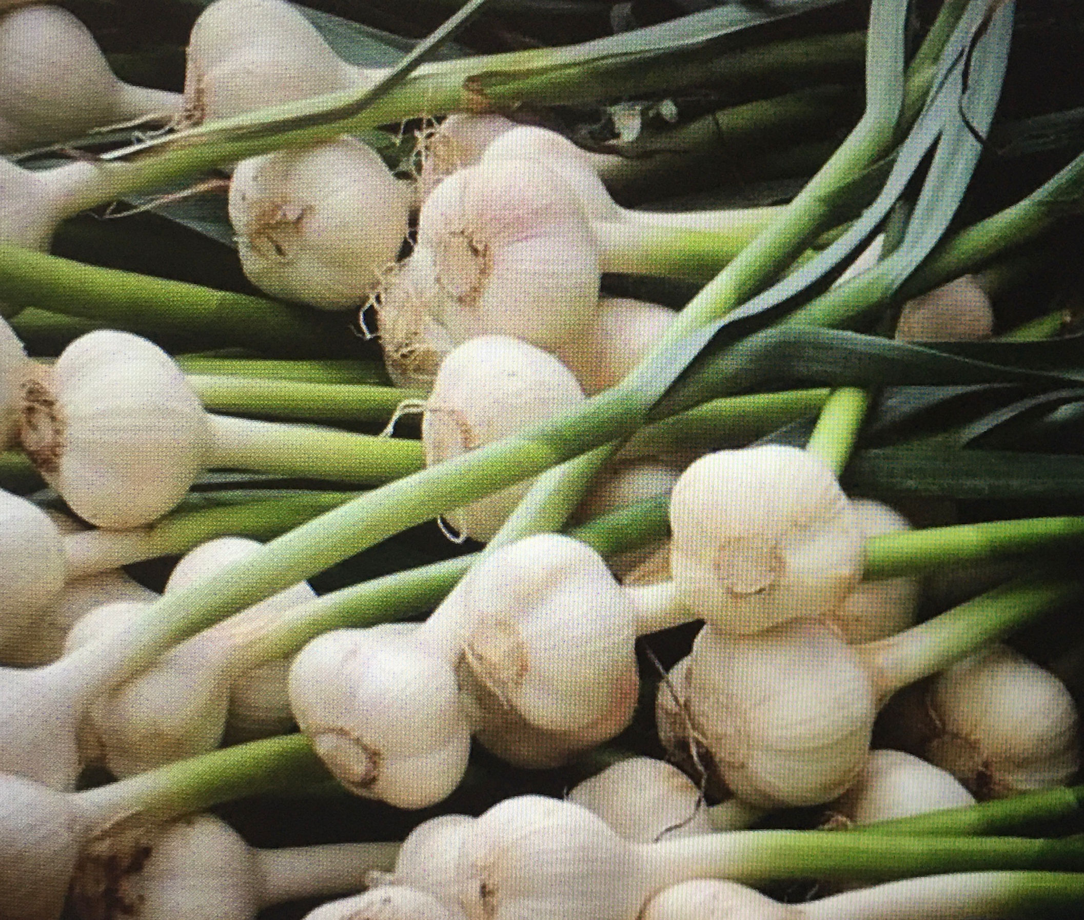 Mixture of varieties in stock per pound