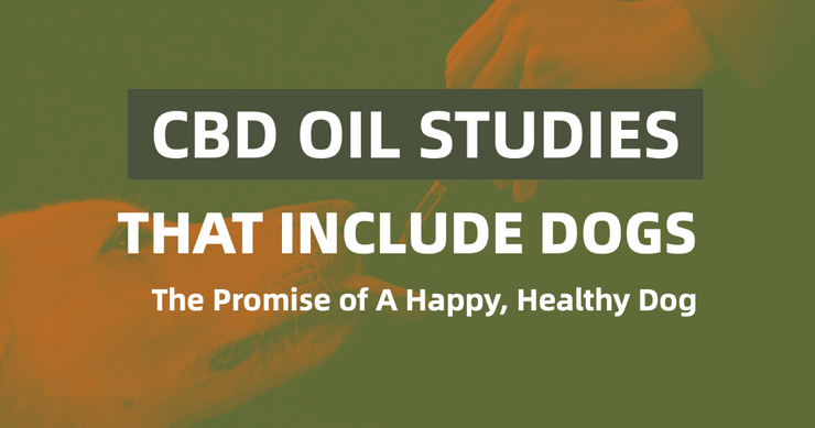 CBD oil Studies Blog Featured image. Dog with dropper 740px by 389px