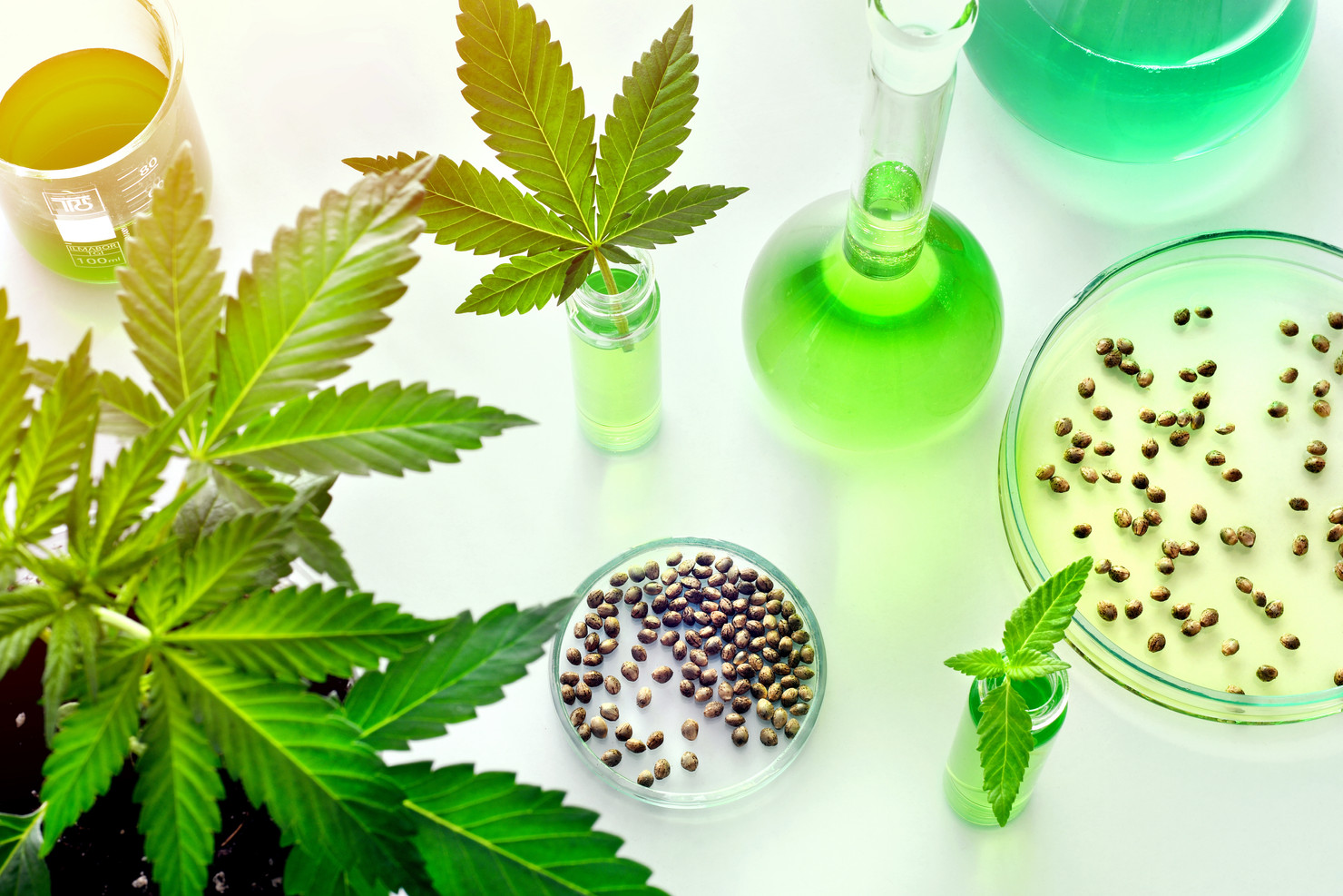 CBD Oil And Nanotechnology.