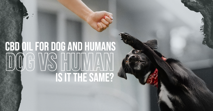 CBD Oil for Dog and Humans: Is it the Same?
