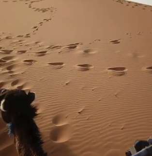 a donkey in the sahara desert