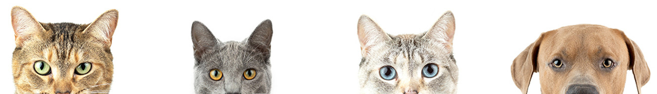 pets_all.jpg