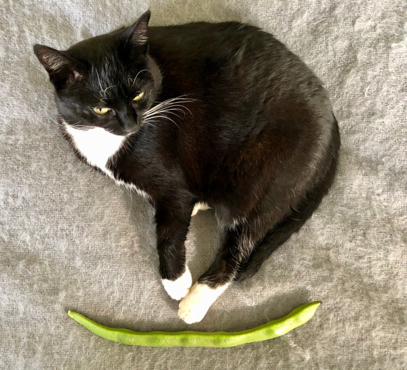 This is either a picture of a small cat and a bean, or a large bean and a cat.