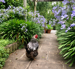 Linda Linda on the front path in spring.